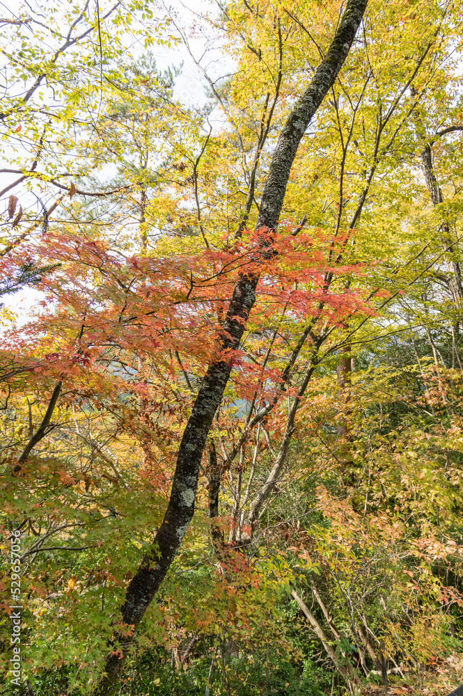 奈良県天川村の秋風景