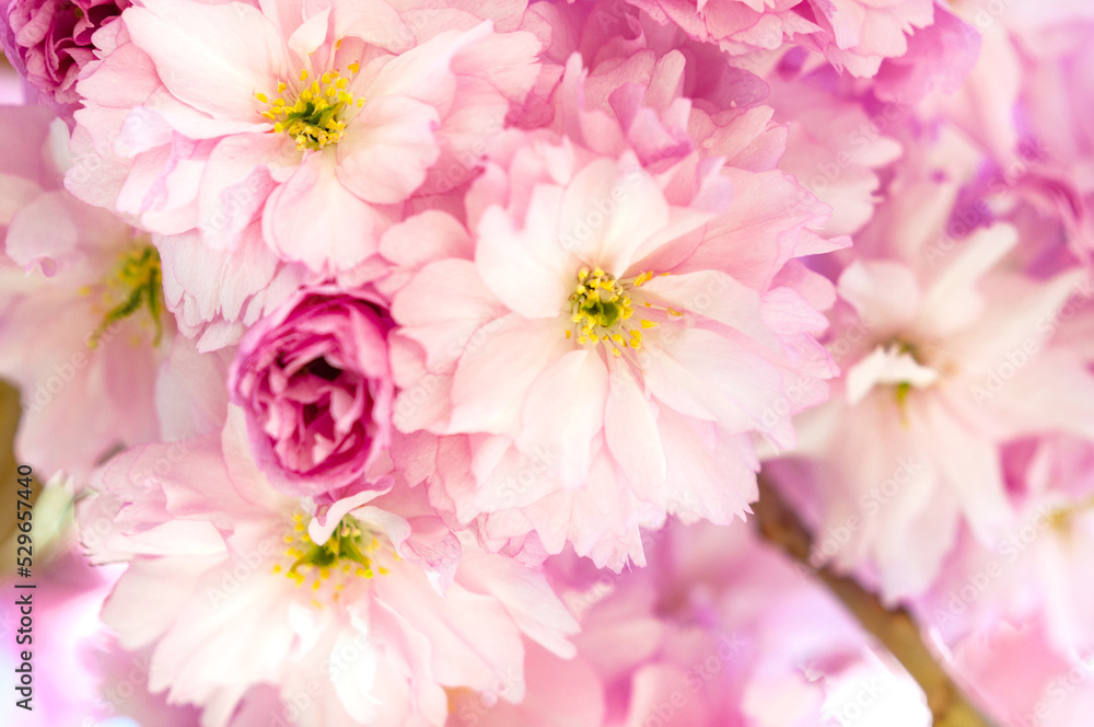 Close-up of pink cherry blossom flowers with leaves on a branch Close-up of pink cherry blossom flowers with leaves on a branch
