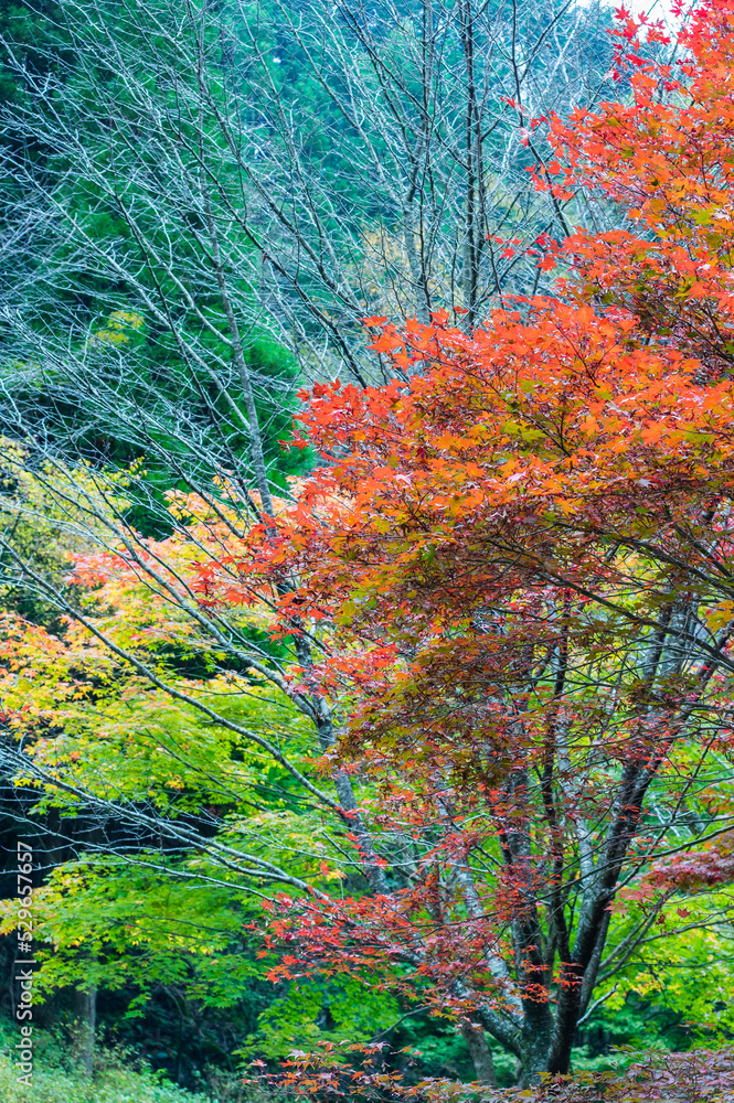 奈良県天川村の秋風景