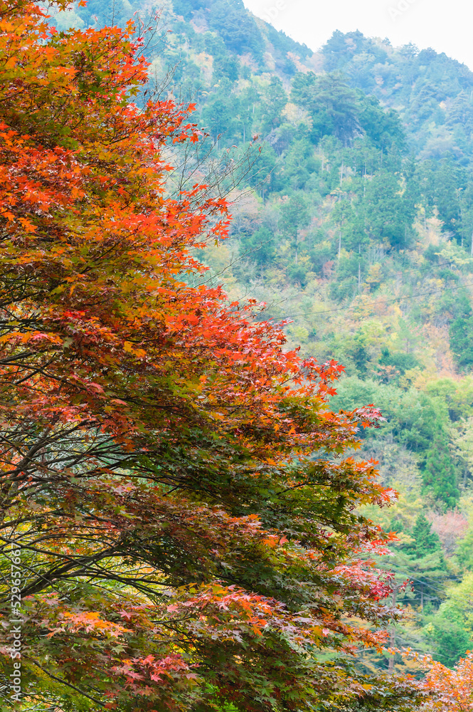 奈良県天川村の秋風景