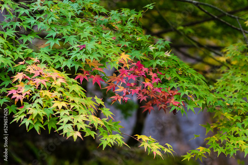 Obraz na płótnie 奈良県天川村の秋風景 w salonie