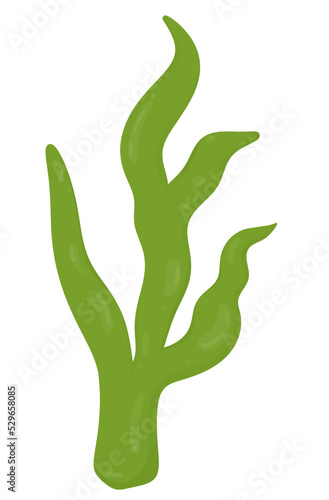 Seaweed, Marine Plant