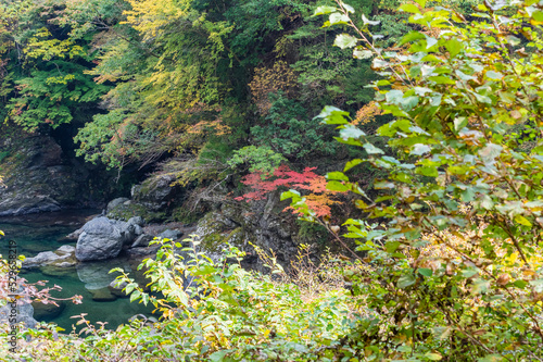 Obraz na płótnie 奈良県天川村の秋風景 w salonie