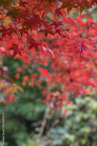 Obraz na płótnie 奈良県天川村の秋風景 w salonie