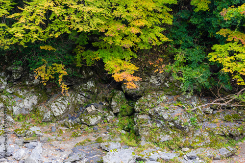 Obraz na płótnie 奈良県天川村の秋風景 w salonie