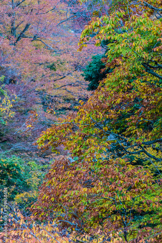 Obraz na płótnie 奈良県天川村の秋風景 w salonie