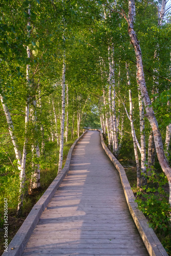 Boardwalk in the birches