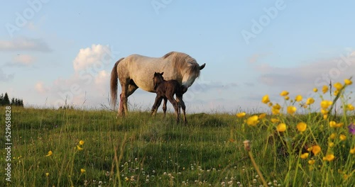 A white female of wild horse gave birth to a young newborn foal horses on a grassy meadow surrounded by spruce forest at sunset in the mountains.