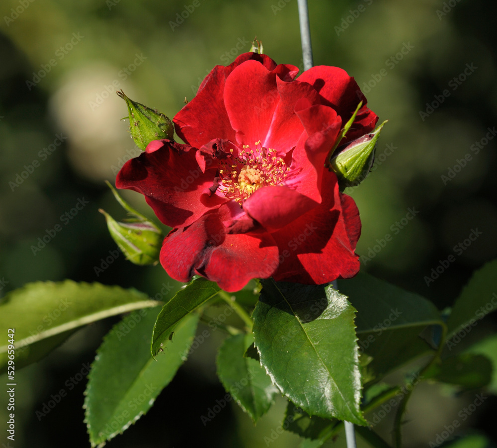 Red flower of rose Gutsulochka variety blooming in the garden, stamens pistils Red flower of rose Gutsulochka variety blooming in the garden, stamens pistils