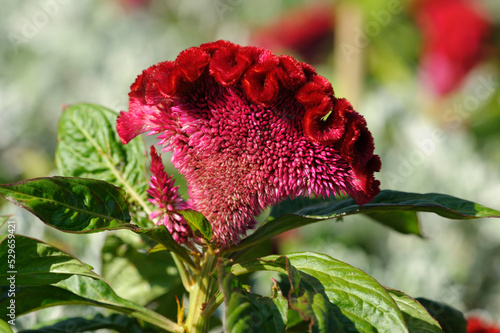 Red flowers of cockscomb Celosia cristata blooming in the garden photo