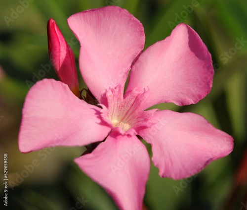 Pink flower of oleander Nerium blooming in the garden, stamens and pistils
