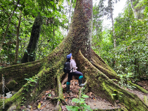 Rear view of woman looking up at the tall and big tree in the jungle of borneo in Tabin Wildlife Lahad Datu