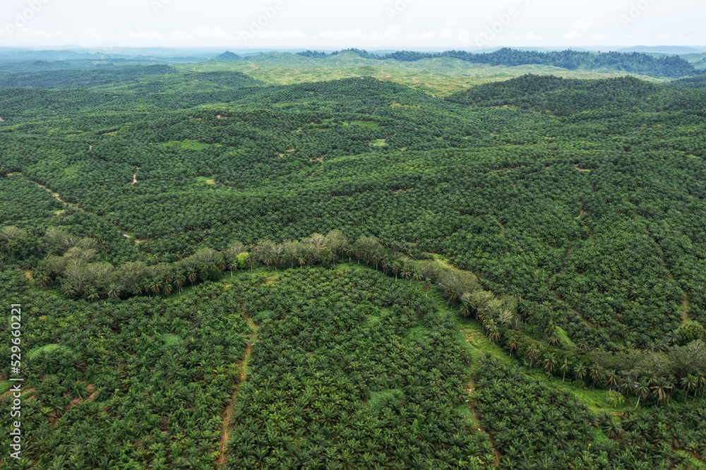 View of palm plantation in Sabah Borneo Malaysia View of palm plantation in Sabah Borneo Malaysia