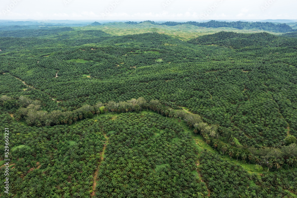 View of palm plantation in Sabah Borneo Malaysia