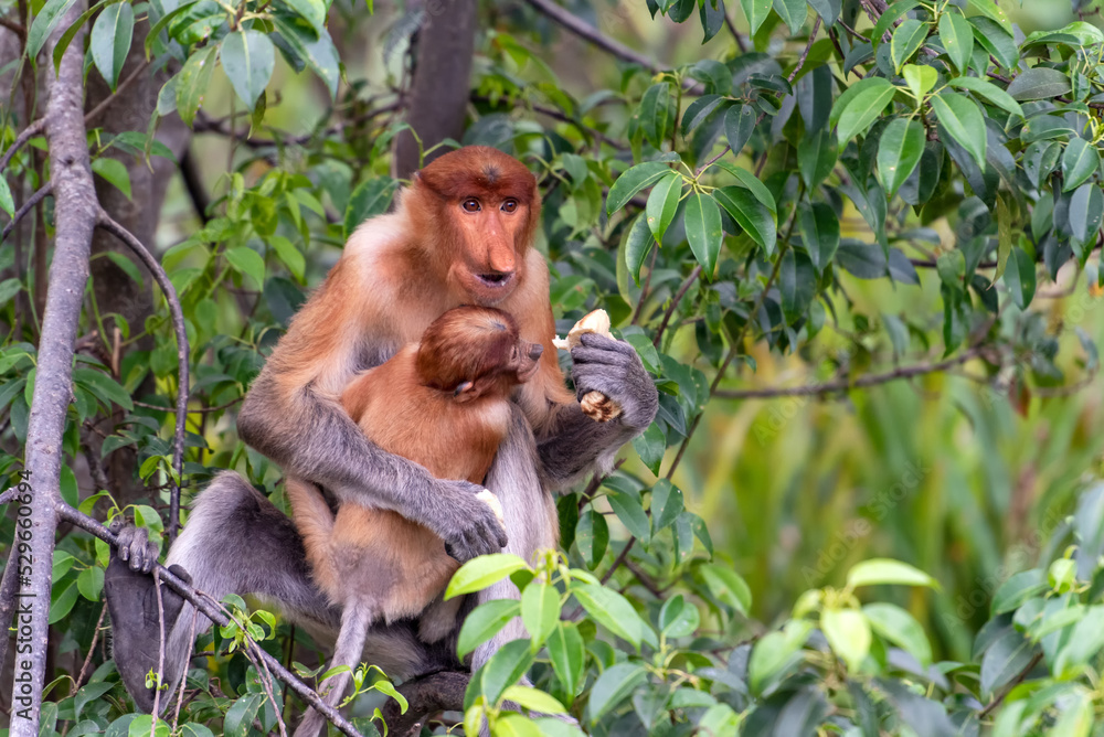 Proboscis Monkey (Nasalis larvatus) with infant baby in Labuk Bay Sandakan Proboscis Monkey (Nasalis larvatus) with infant baby in Labuk Bay Sandakan