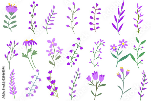 Wild  flowers violet vector collection. herbs isolated on white background. Hand drawn detailed botanical vector illustration.