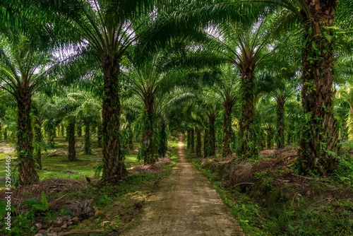 indonesian industrial area, indonesian palm oil plantation