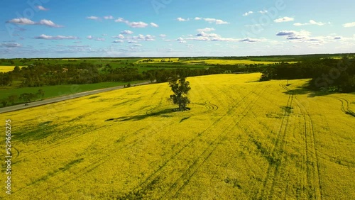 Push in fotoage of a car driving pass through near big tree and Canola fields, York, Western Australia photo