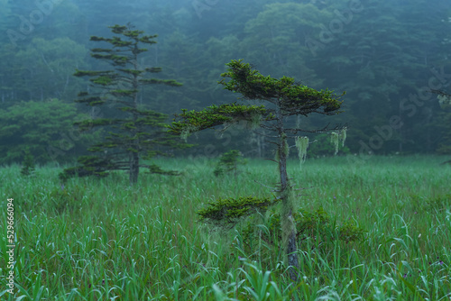 foggy morning landscape with beautifully stunted pines photo