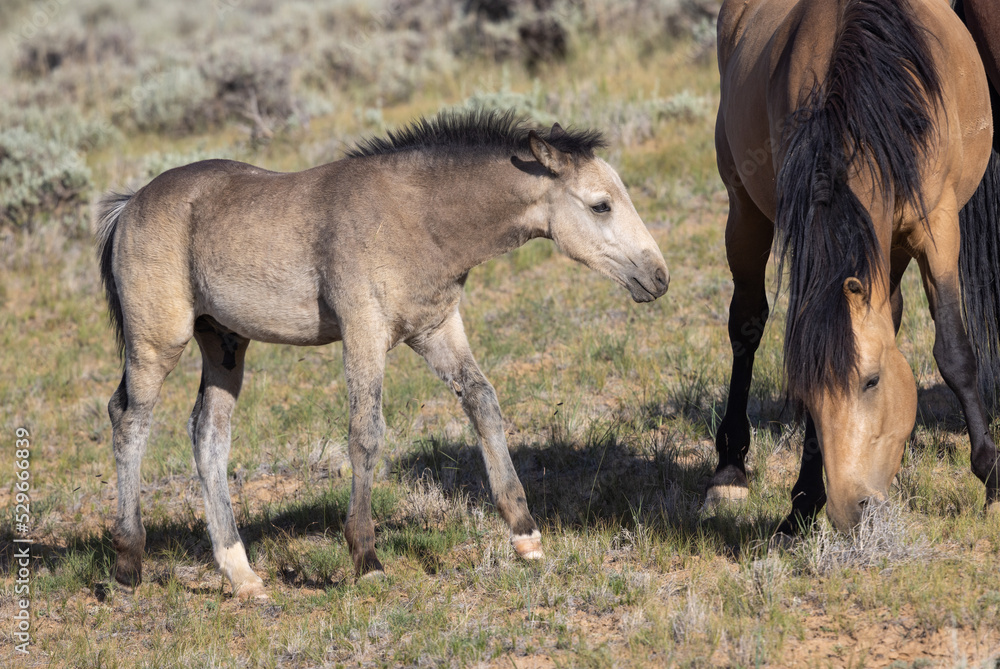 Fototapeta premium Wild Horse Mare and Foal in the Wyoming Desert