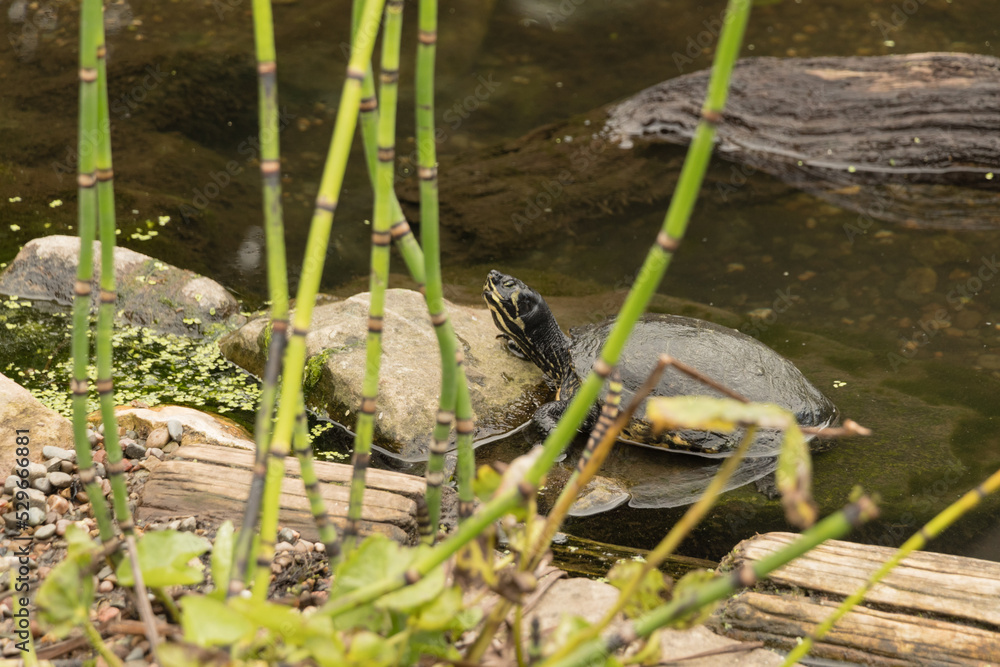 turtles in a garden pond
