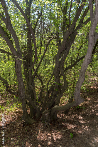 Wallpaper Mural Tall, green trees in the park - a perfect place to relax. Torontodigital.ca