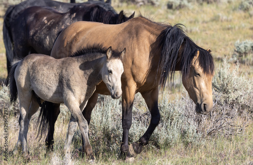Wild Horse Mare and Foal in the Wyoming Desert