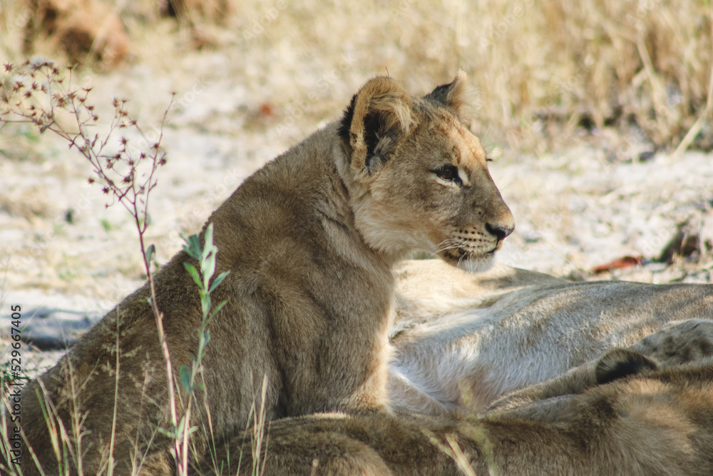 Obraz premium Lion cub