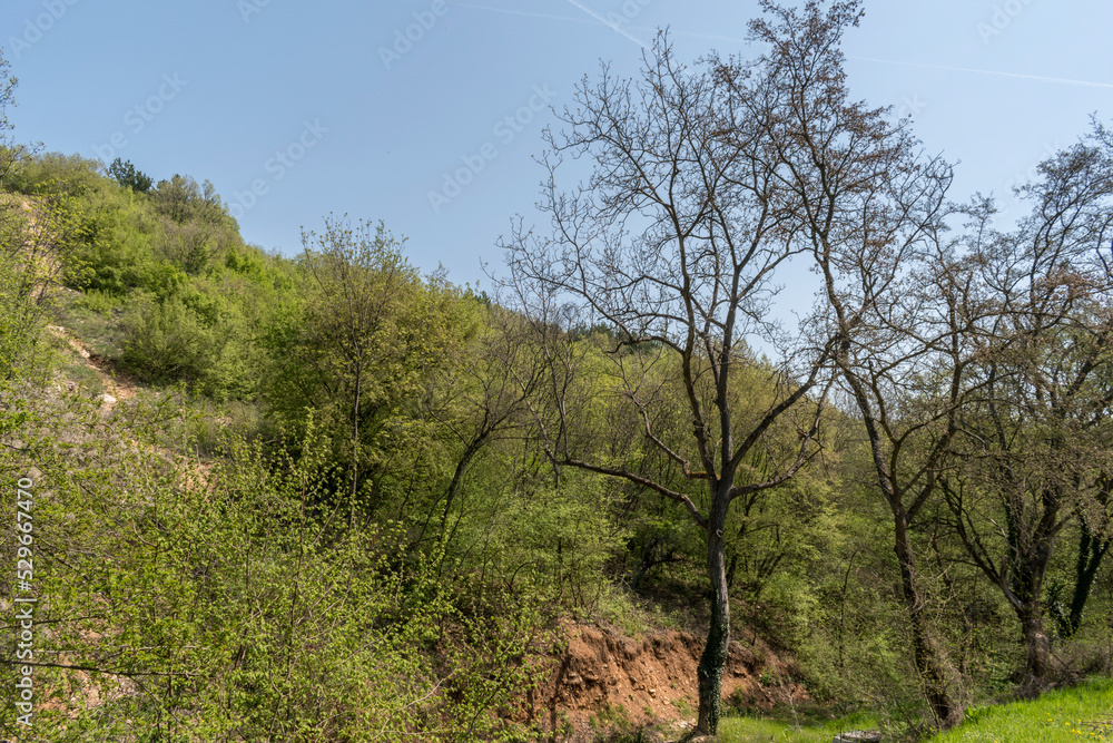 Tall, green trees in the park - a perfect place to relax. Tall, green trees in the park - a perfect place to relax.