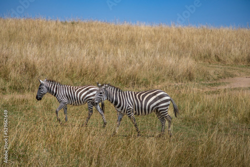 zebra in the savannah