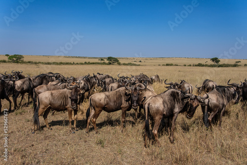 herd of wildebeest © Jenn Grachow