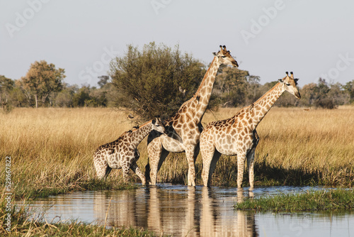 Photography giraffes crossing water