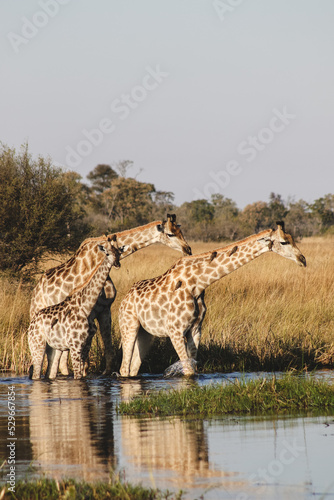 Photography giraffes in Botswana