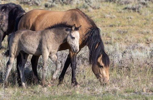 Wild Horse Mare and Foal in the Wyoming Desert