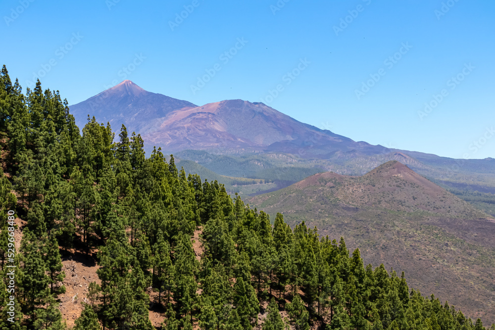 Fototapeta premium Scenic view on volcano Pico del Teide seen from Pico Verde, Teno mountain range, Tenerife, Canary Islands, Spain, Europe. Hiking trail in Masca village. Focus on lush green Canarian pine tree forest