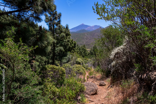 Hiking trail through the lush green dense Canary pine tree forest (Pinus canariensis) leading to Pico Verde, Teno mountain range, Tenerife, Canary Islands, Spain, Europe. Scenic view on Pico del Teide