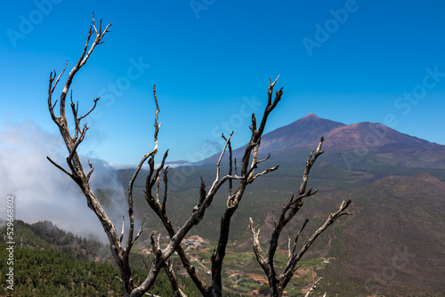 Selective focus on burned tree branch with scenic view on volcano Pico del Teide surrounded by pine tree forest, Teno mountain, Tenerife, Canary Islands, Spain, Europe. Hiking trail Pico Verde, Masca