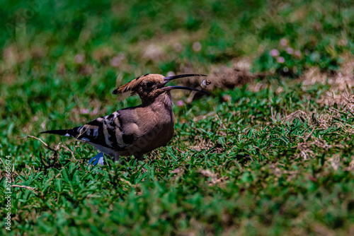 bird hoopoe on the grass