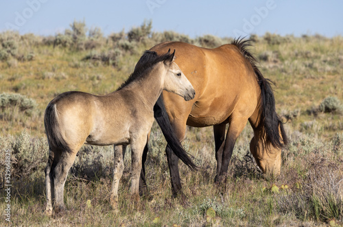 Wild Horse Mare and Foal in the Wyoming Desert © natureguy