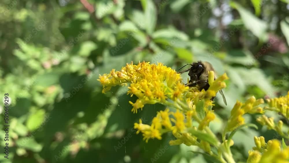 Fleurs jaunes et insecte Fleurs jaunes et insecte