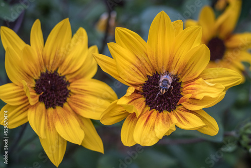 bee on a yellow flower in summer