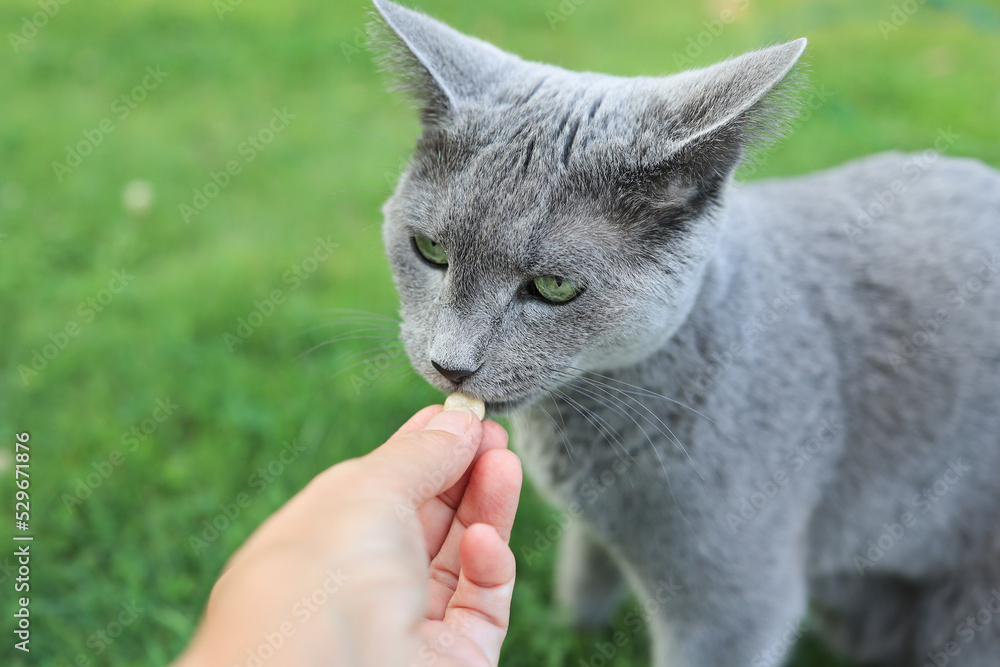 A cute cat, of the blue Russian breed, eats a vitamin from his hands in an open space. A cute cat, of the blue Russian breed, eats a vitamin from his hands in an open space.