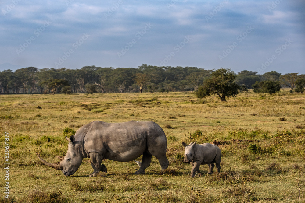 Obraz premium white rhino and baby in the savannah