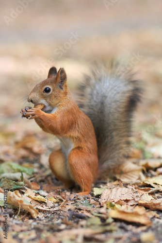 A red squirrel eats a nut in the park. Feeding animals. Soft focus © Elena