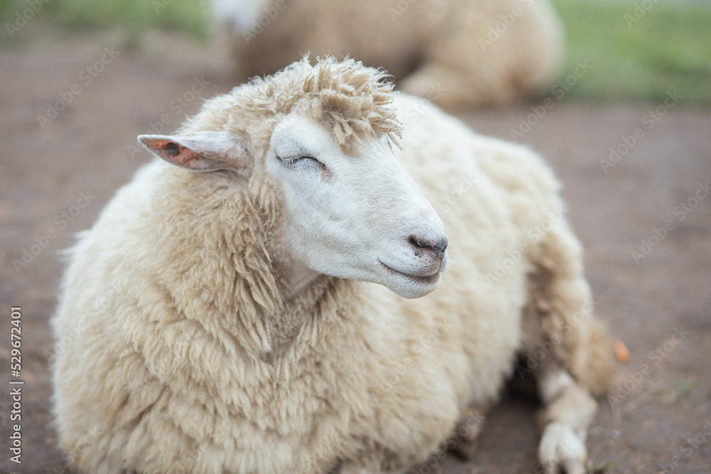 sheep smiling on the mountain.