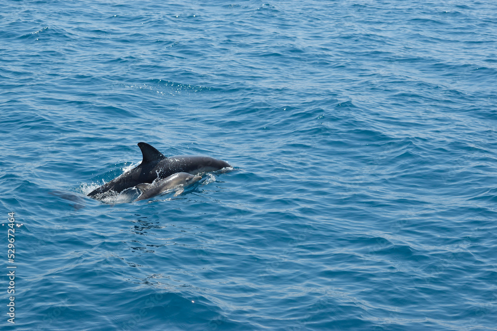 Naklejka premium Baby Common Dolphin and Mother Surfacing to Breathe in the Eastern Aegean Sea off of Samos, Greece.