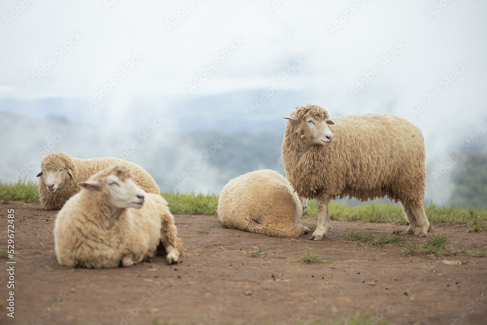 a flock of sheep sitting on the mountain. a flock of sheep sitting on the mountain.