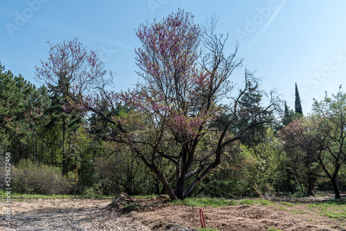 Wallpaper Mural Tall, green trees in the park - a perfect place to relax. Torontodigital.ca