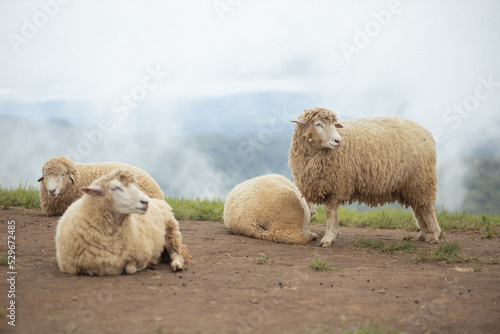 a flock of sheep sitting on the mountain.