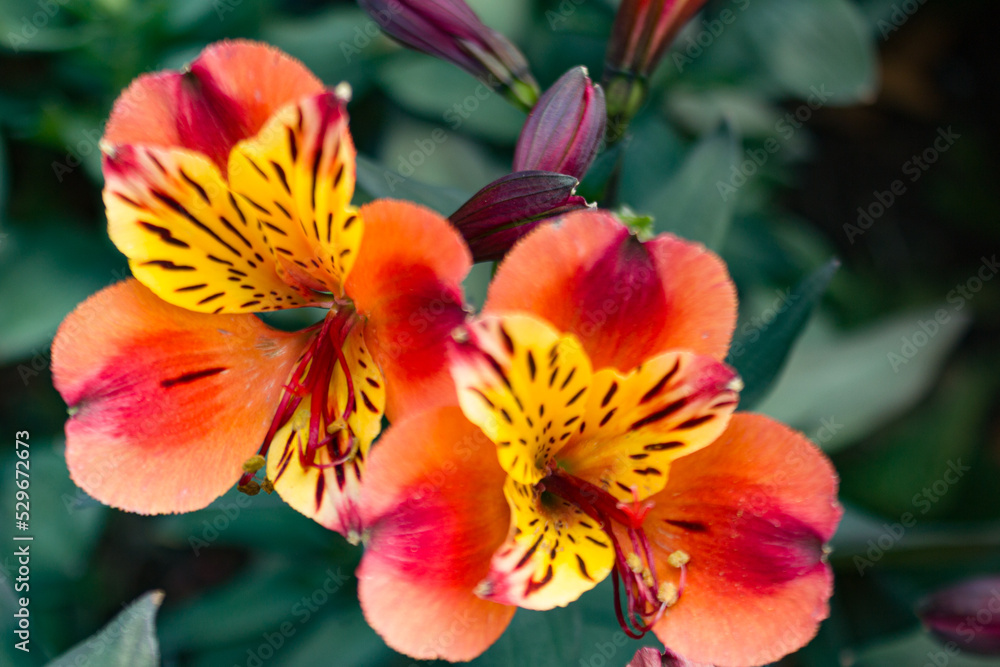 red and yellow flower red and yellow flower